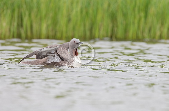 The red-throated loon (North America) or red-throated diver (Britain and Ireland) The red-throated loon (North America) or red-throated diver (Britain and Ireland)
