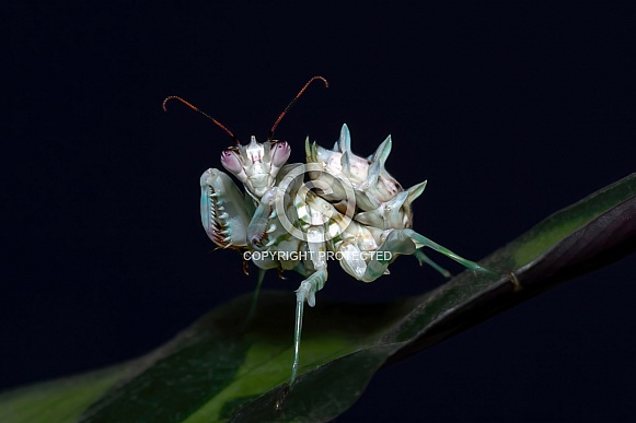 Spiny Flower Mantis