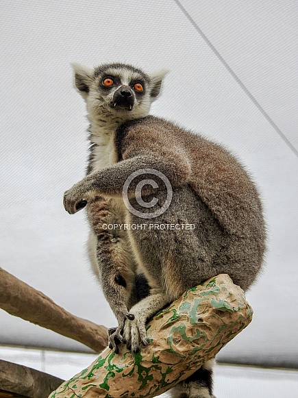 Ring-tailed Lemur Ring-tailed Lemur