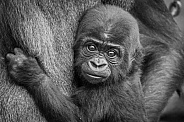 Baby Gorilla