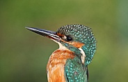 Kingfisher portrait