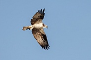 The osprey also called sea hawk, river hawk, and fish hawk, is a diurnal, fish-eating bird of prey