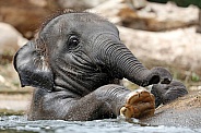 Asian elephant (Elephas maximus)