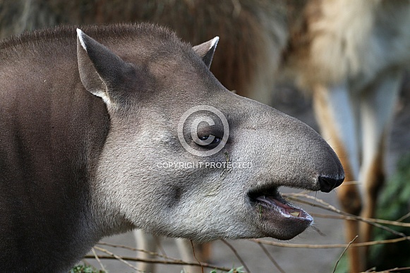 South American tapir (Tapirus terrestris) South American tapir (Tapirus terrestris)