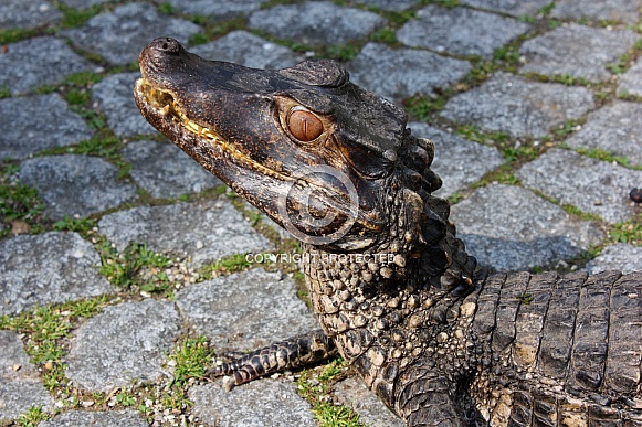 Cuvier's dwarf caiman (Paleosuchus palpebrosus)