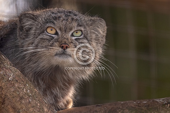 Pallas' Cat Peeking Round Branch