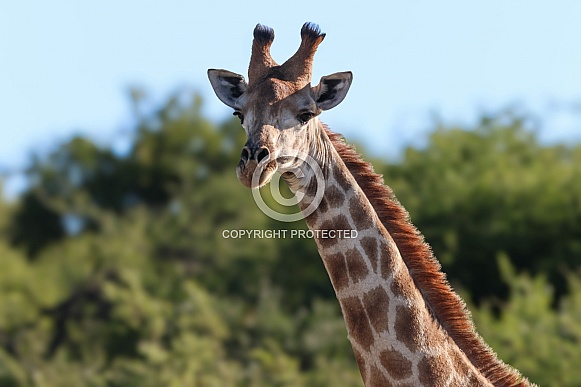 Giraffe portrait in the wild