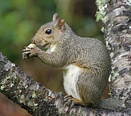 Grey Squirrel