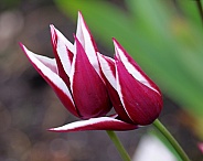 Tulip