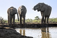 African Elephants (Small Herd)