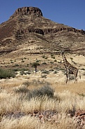 Giraffe - desert landscape - Damaraland - Namibia