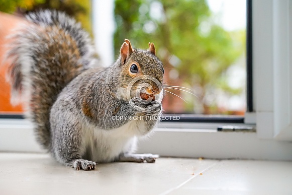 Grey Squirrel