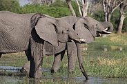 African elephants drinking from the river