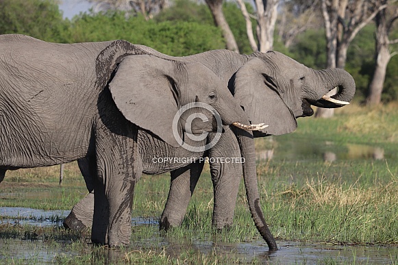 African elephants drinking from the river African elephants drinking from the river