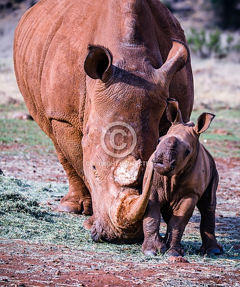 White Rhino mother and calf