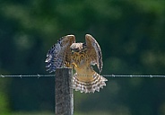 Juvenile red shouldered hawk - Buteo lineatus - landing on a wooden fence