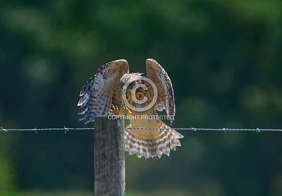 Juvenile red shouldered hawk - Buteo lineatus - landing on a wooden fence