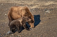 Wet bears in the sand in Alaska