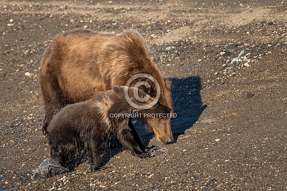 Wet bears in the sand in Alaska