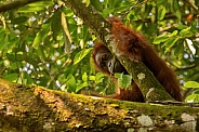 Sumatran orangutan in the nature habitat