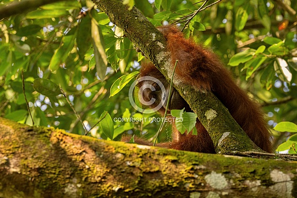 Sumatran orangutan in the nature habitat