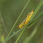 Differential Grasshopper