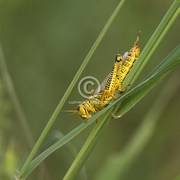 Differential Grasshopper