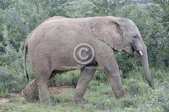 Elephants