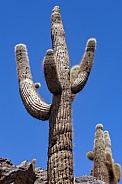 Candelabra Cactus - Atacama Desert - Chile