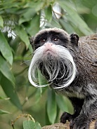 Bearded Emperor Tamarin