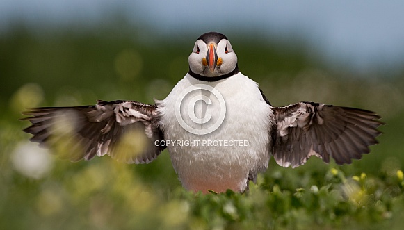 Puffin the birds from the arctic.