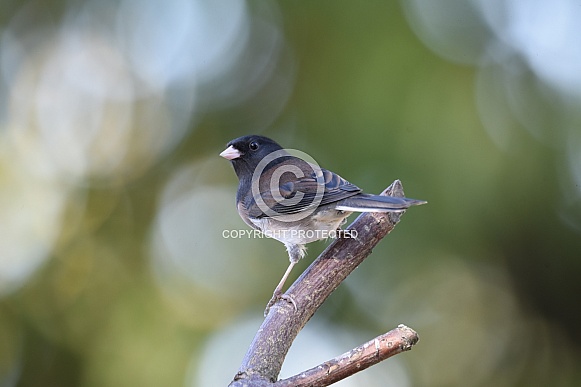 Dark-Eyed Junko Dark-Eyed Junko