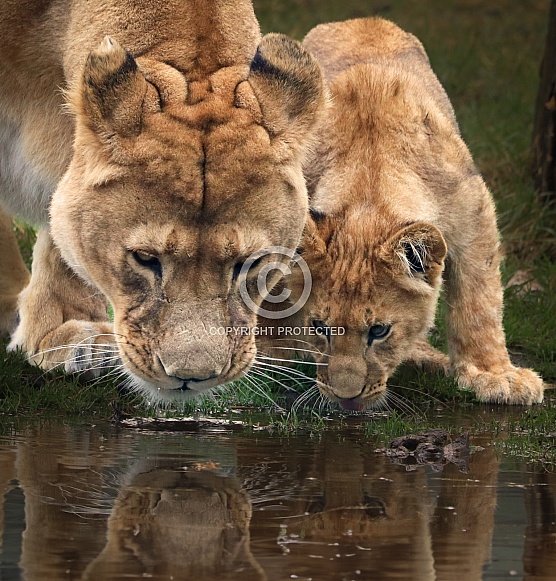 Lioness and cub drinking