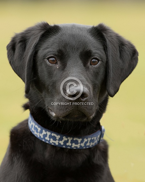 Black Labrador Retriever Black Labrador Retriever