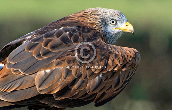 Red Kite Red Kite