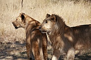 Lion
