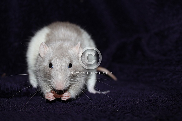Rats