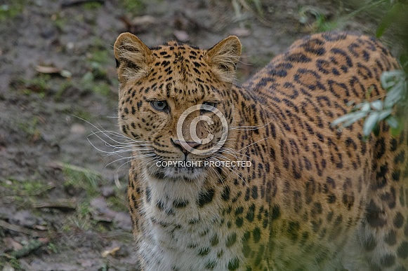 Leopard