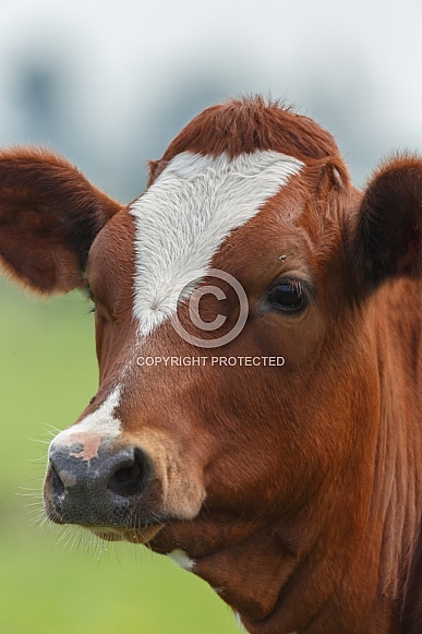Dutch Cow and Cows