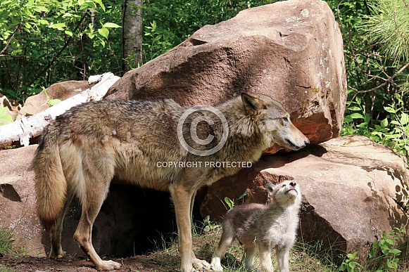 Wolf and Wolf Pups