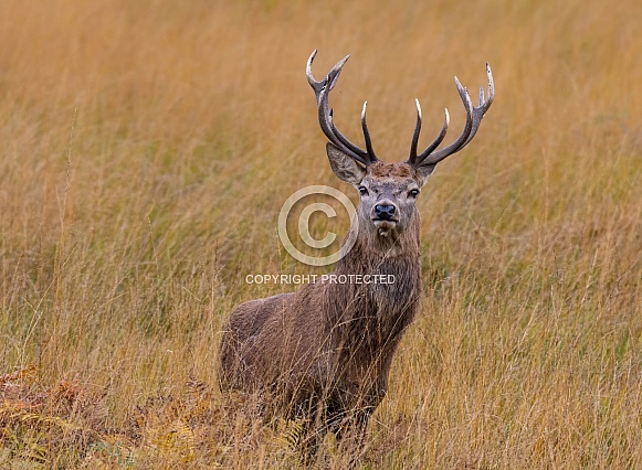 Red Deer