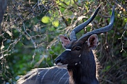Male Nyala Portrait
