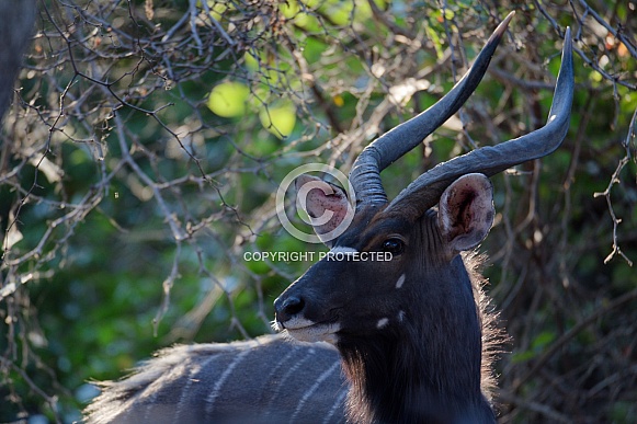 Male Nyala Portrait