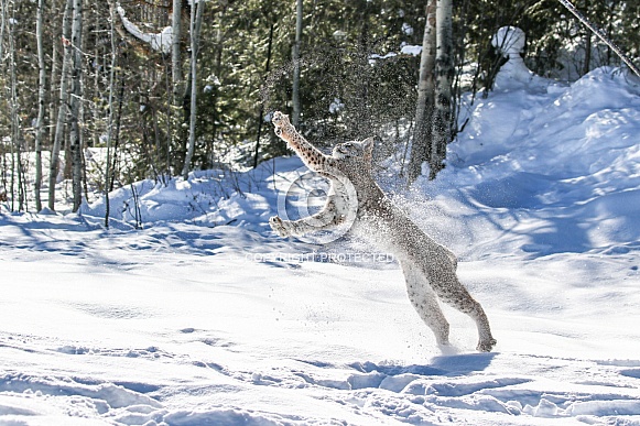 Siberian Bobcat in the snow