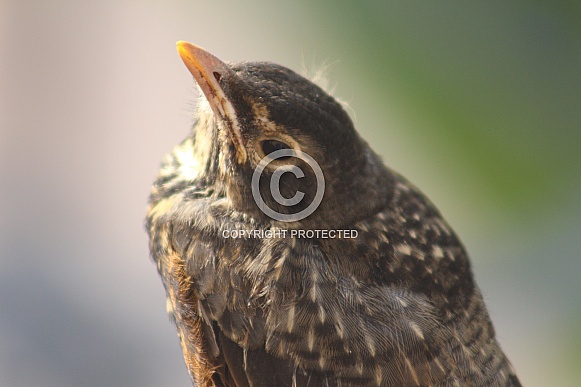 Baby Robin