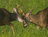 White tail deer