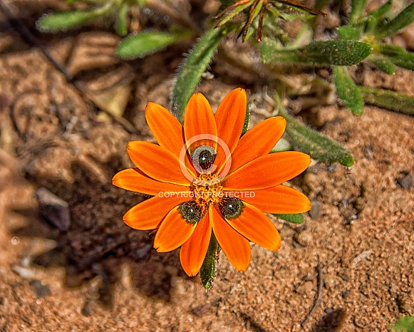 Gorteria diffusa wildflower