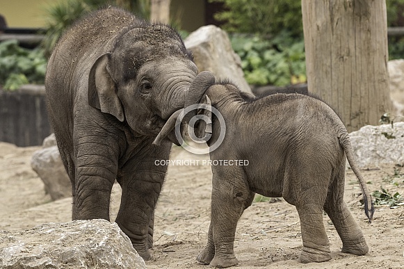 Asiatic Elephant Calves Playing Together