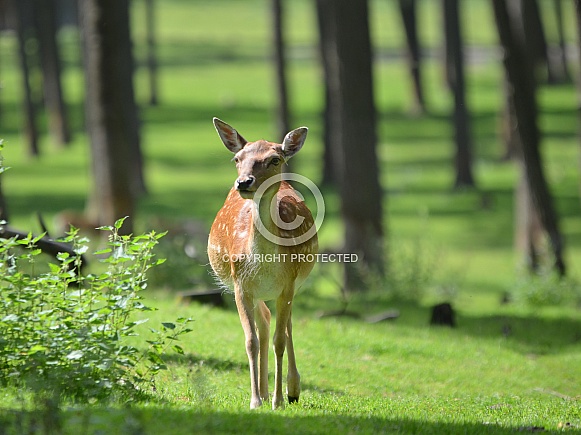 Fallow deer