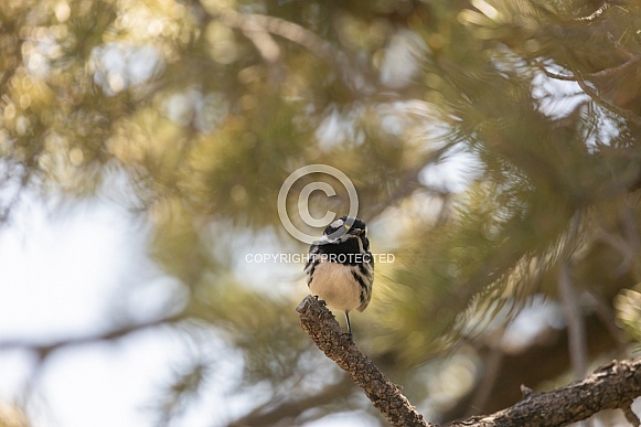 Black Throated Grey Warbler, Setophaga nigrescens